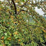 شقة Im Griachalgarten - Chiemgau Karte انزل
