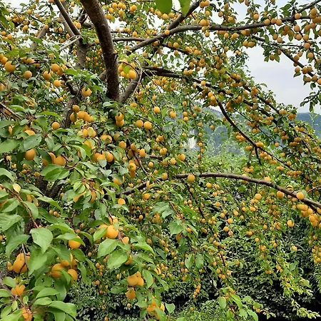 Lejlighed Im Griachalgarten - Chiemgau Karte Inzell