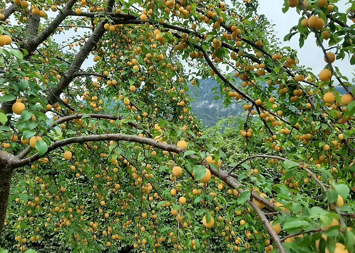 Im Griachalgarten - Chiemgau Karte דירה אינזל